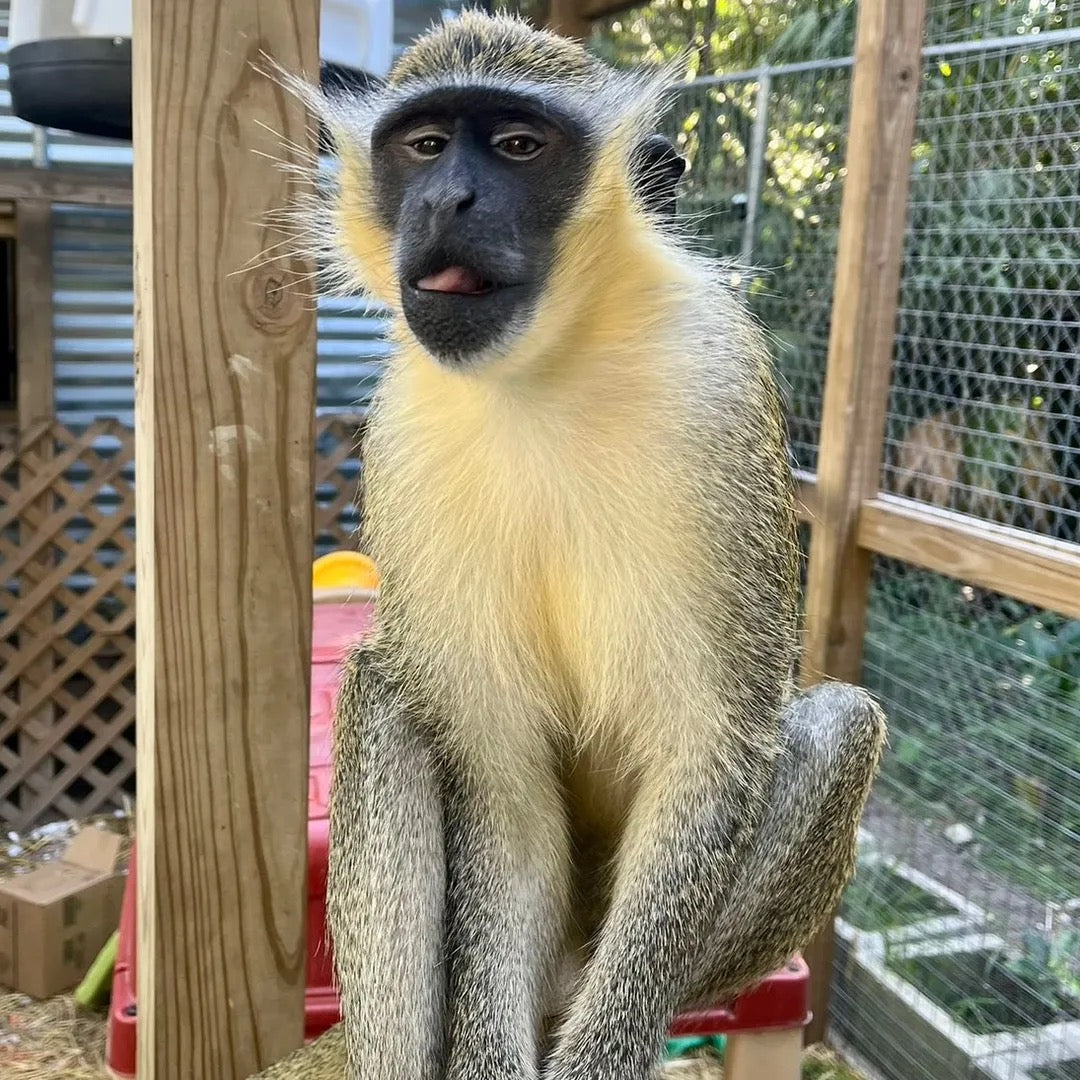 Adopt A Monkey