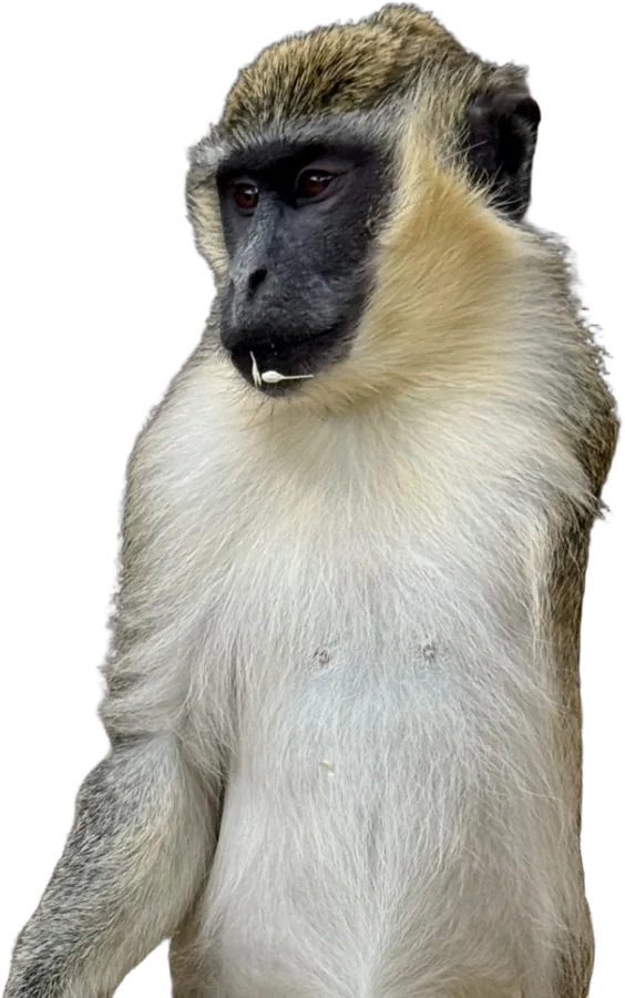 Victor, a vervet monkey living at the sanctuary