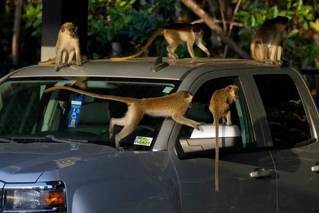 Wild vervet monkeys on a car near the mangroves