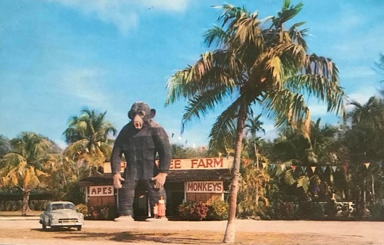 Historical image associated with the Dania Chimpanzee Farm