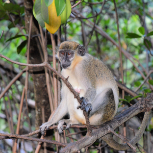 A vervet monkey in the mangroves