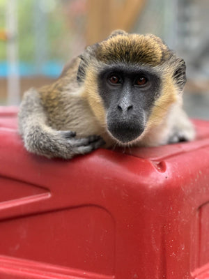 A vervet monkey resting