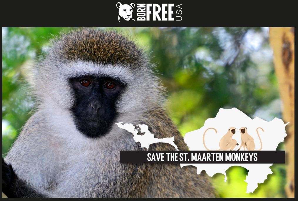 Vervet Monkeys - Born Free